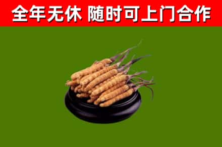 洪洞县回收散虫草