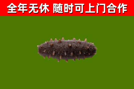 洪洞县回收海参干